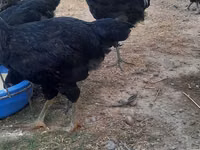 Chickens — الصورة 2
