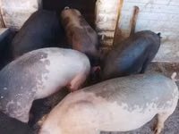 Cerdos (lote, sexo no especificado), Cerdos — foto 2