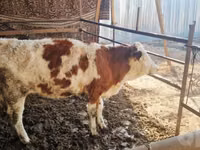 Buqa, Simmental cattle — 3-rasm