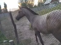 Toychoq, Thoroughbred horse — 3-rasm
