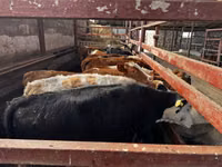 ثور, Swiss cattle — الصورة 2