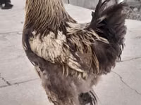 Brahma — Foto 6