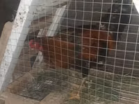 Chickens — الصورة 2