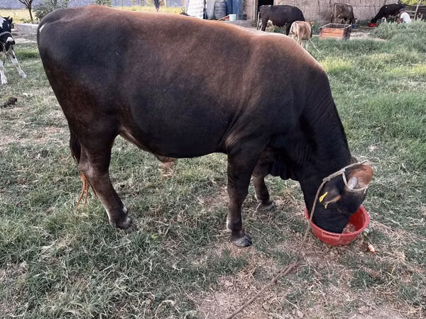 公牛, Swiss cattle — 哈萨克斯坦