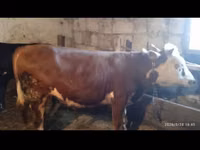 公牛, Cattle — 照片 2