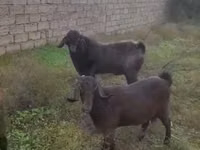बकरा, बकरियाँ — फ़ोटो 1