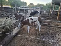 ثور, Simmental cattle — الصورة 3