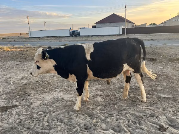 公牛, Russian Black pied cattle — 哈萨克斯坦