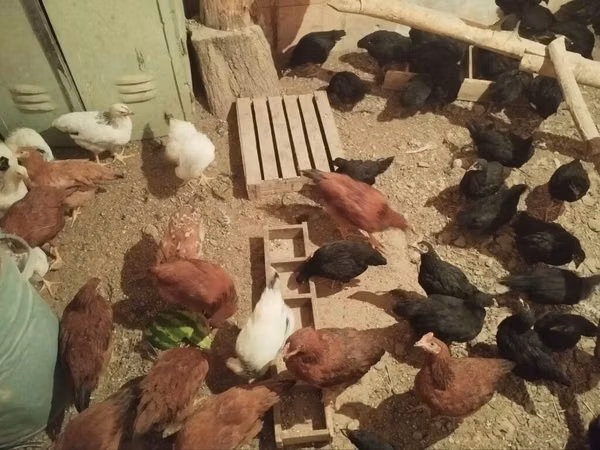 Chickens — Kirgisistan
