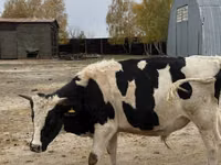 Toro, Raza Holstein — foto 7