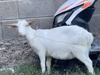 Ziege, Saanen goat — Foto 2