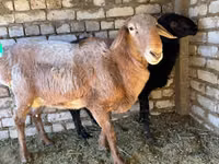 Қошқар, Edilbay sheep — 5-сурет