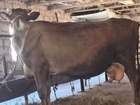 بقرة, Swiss cattle — الصورة 8