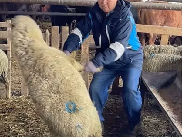Oveja, Krasnoyarsk sheep
