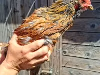 Chickens — الصورة 1