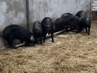 Schweine (Partie, Geschlecht nicht angegeben) — Foto 3