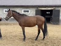 Hengst, Thoroughbred horse — Foto 6
