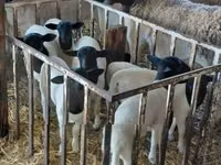 Sheep, Dorper sheep — photo 2
