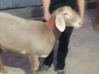 نعجة, Rhon sheep — الصورة 4