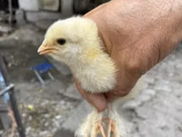 Brahma — Foto 4