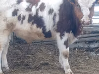 Bulle, Simmental cattle — Foto 1