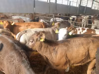 Bulle, Simmental cattle — Foto 5
