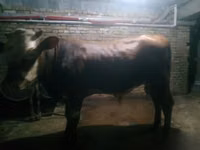 Toro, Simmental cattle — foto 3