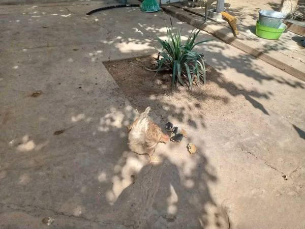 Chickens — Uzbekistán