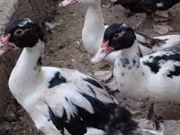Ducks — 1-сурет