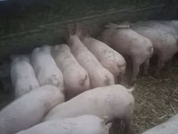 Eber, Schweine — Foto 3
