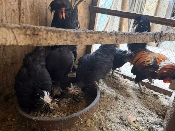 Chickens — Usbekistan