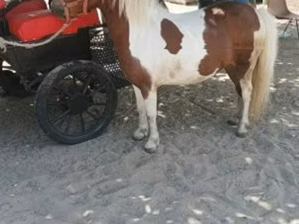 Mare, Horses