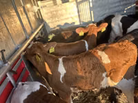 ІҚМ (топ, жынысы көрсетілмеген), Simmental cattle — 2-сурет