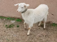 母山羊, Goats — 照片 2