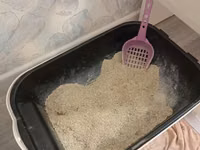 Cinsi:Britsh shorthair. Cantası tek 170m da alınıb. Ev heyvanları — Foto 5