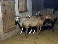 نعجة, Arashan sheep — الصورة 2
