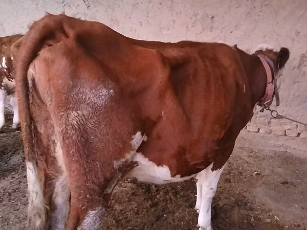 Kuh, Simmental cattle