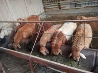 Oveja, Rhon sheep — foto 2