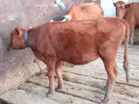 गाय, मवेशी — फ़ोटो 4