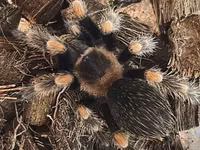 Məhsul: Seçmə tarantula balaları (sling) Növlər: - Brachypelma vagans — Foto 2