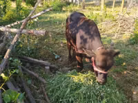 Bull, Cattle — photo 1