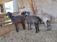 Ram, Sheep — photo 2