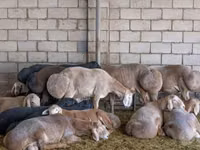 Carnero, Arashan sheep — foto 2