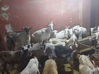 母山羊, Goats — 照片 8