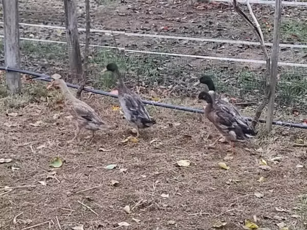 إنديان رانر