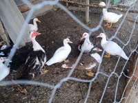 Hausente — Foto 2