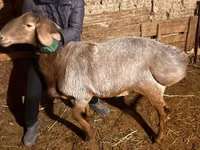 Widder, Rhon sheep — Foto 5