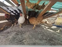 Chickens — الصورة 3