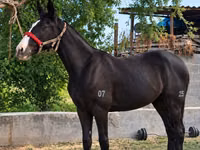 Stute, Kyrgyz Horse — Foto 1