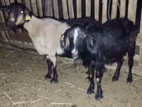 Ziegenbock, Ziegen — Foto 1